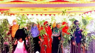 জাতীয় শোক দিবস উপলক্ষে ১৯ হাজার চারা বিতরণ